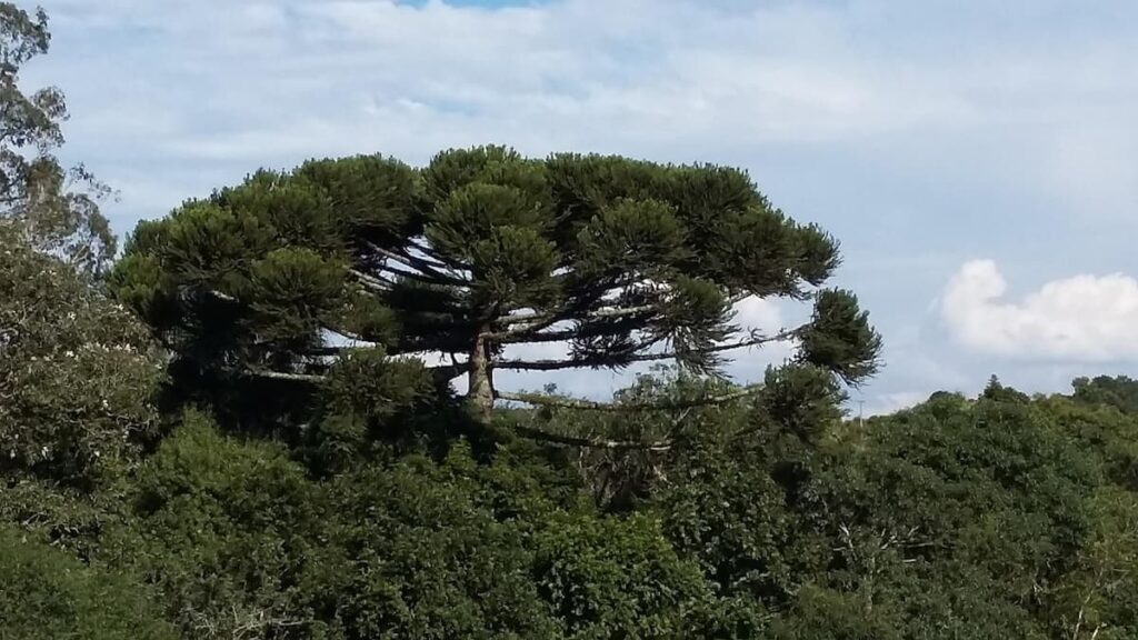 Imagem mostra beleza natural do Paraná.