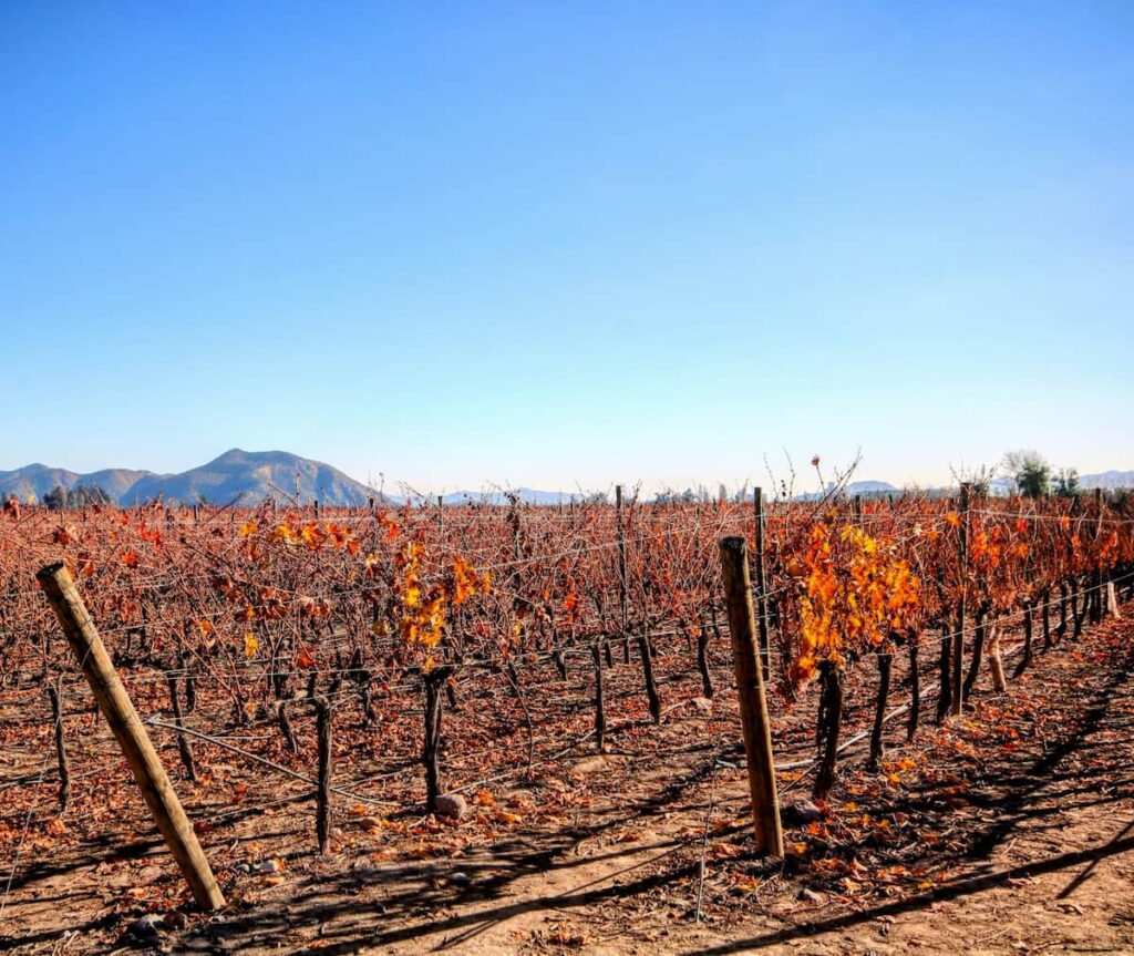 Imagem mostra parreiras secas na vinicola conha y toro