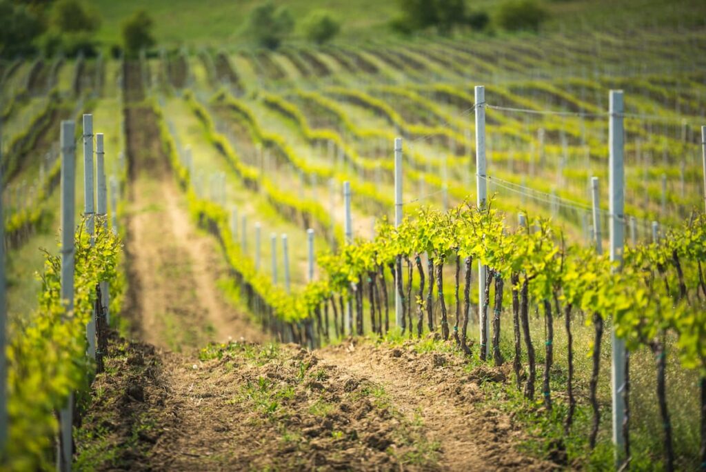 Imagem mostra parreiras na vinicola conha y toro