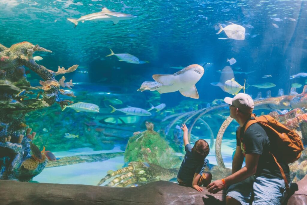Imagem mostra pai e filho no AquaRio, um dos lugares para passeio em família no RJ.