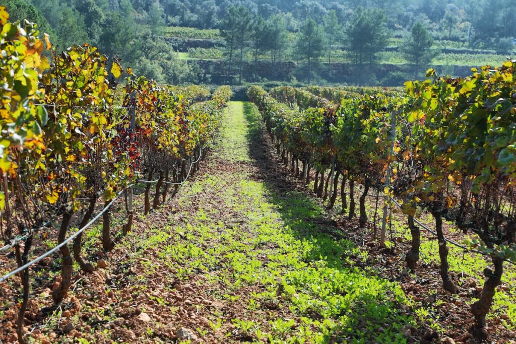 Imagem mostra plantação de uva na Serra Gaúcha.