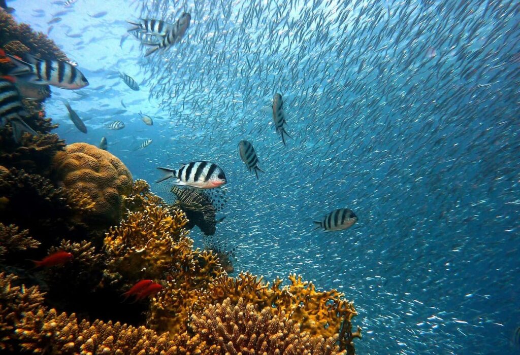 Imagem mostra Parque Marinho.