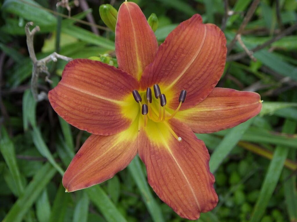 Imagem mostra vegetação da Serra do Mar Paranaense que pode ser observada ao fazer o passeio de trem em Morretes.