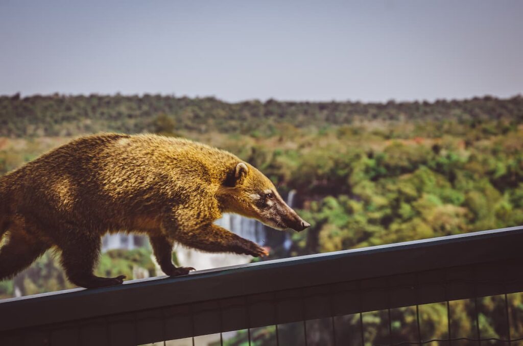 Imagem mostra animal silvestre observado durante o Macuco safari em Foz do Iguaçu.