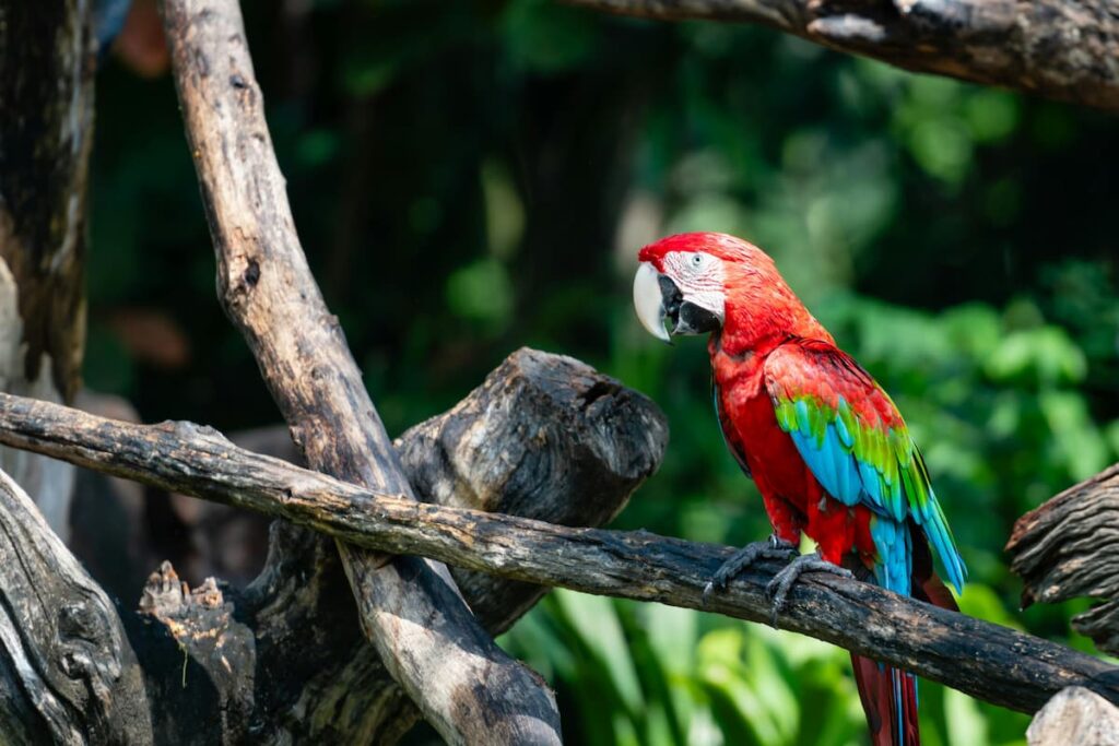 Imagem mostra Arara Vermelha, uma das espécis de aves observadas no refúgio biológico Bela Vista na Itaipu Binacional.