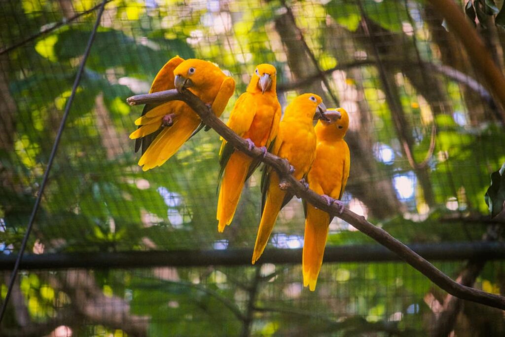 Imagem mostra araras amarelas no PArque das Aves em Foz do Iguaçu.