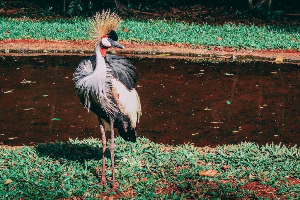 Imagem mostra ave encontrada no Parque das Aves em Foz do Iguaçu, Paraná, Brasil