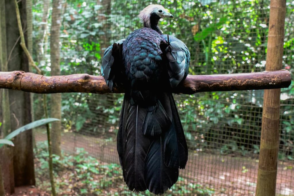 Imagem mostra ave encontrada no Parque das Aves em Foz do Iguaçu.
