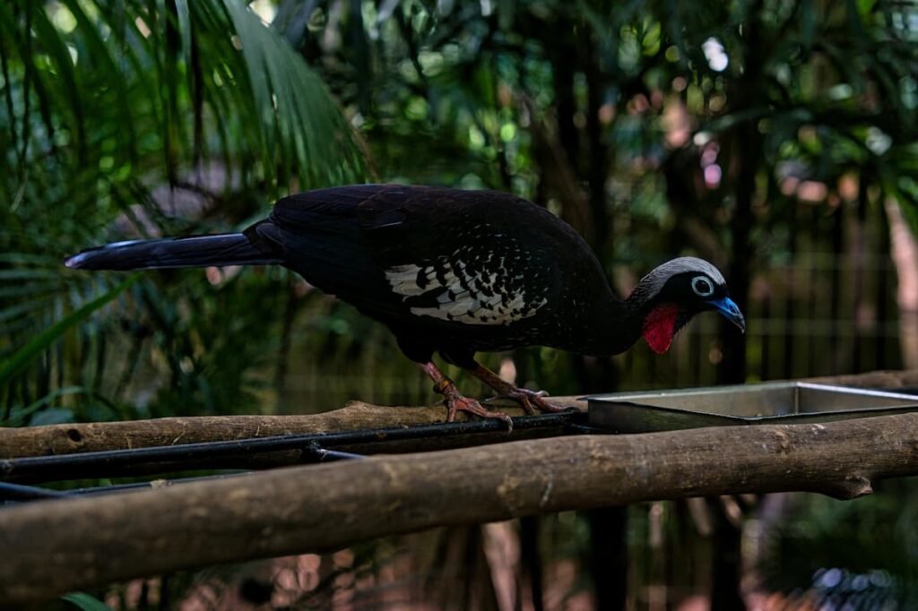 Imagem mostra ave de cor escura encontrada em um dos maiores parques de conservação ambiental.