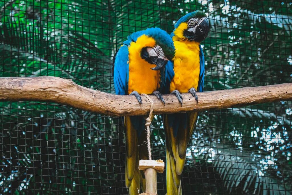 Imagem mostra casal de araras em viveiro.