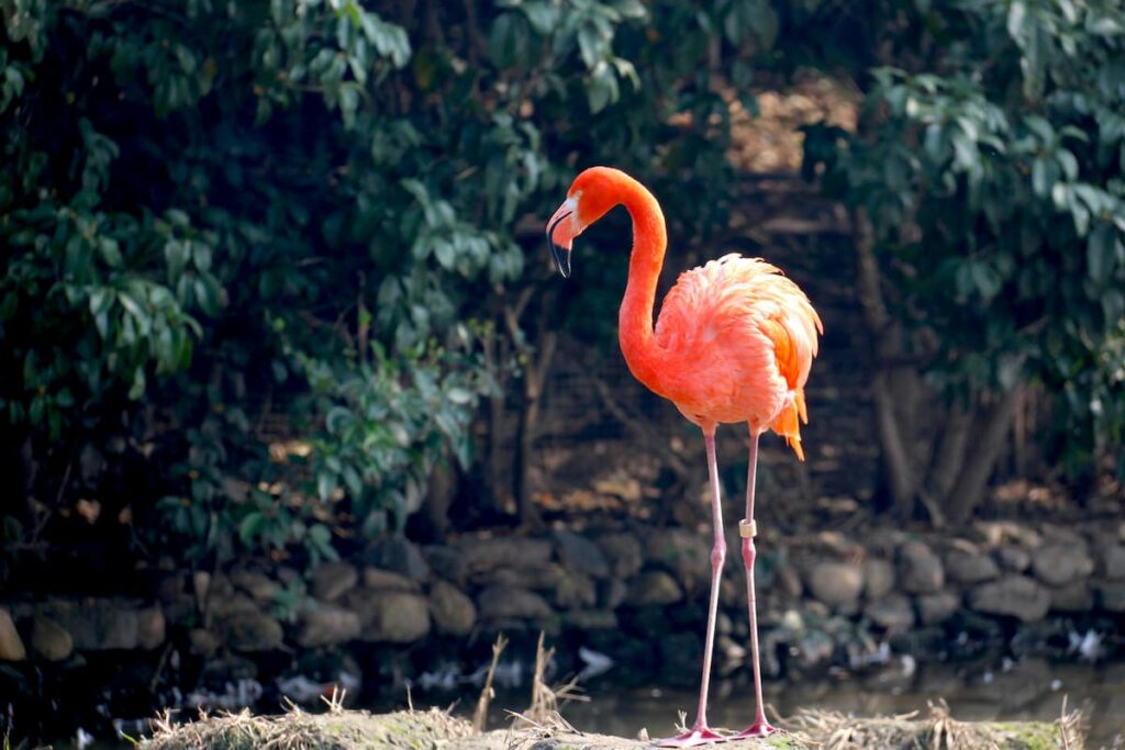 Imagem ostra lindo flamingo no Parque das Aves Foz do iguaçu.