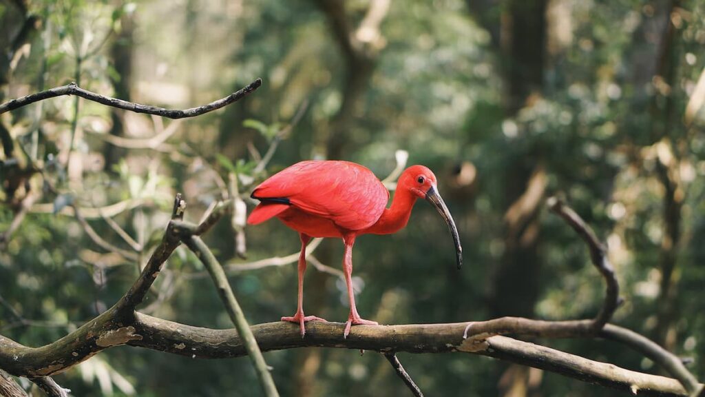 Imagem mostra ave de coloração vermelha encontrada no Parque das Aves em Foz do Iguaçu.