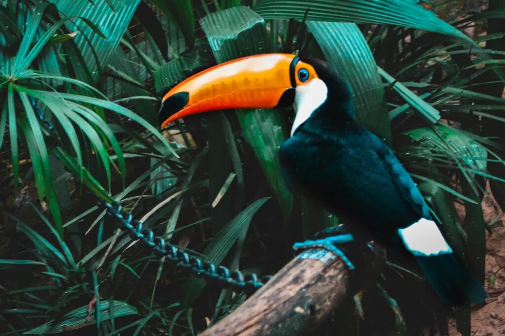 Imagem mostra lindo Tucano em Viveiro no Paraná.