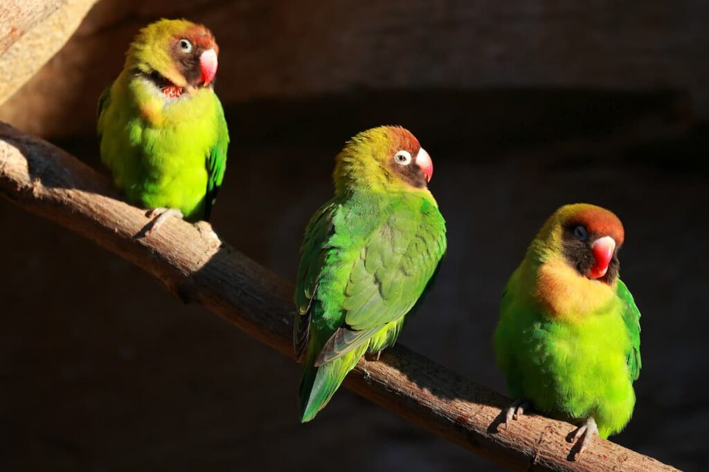 Imagem mostra periquitos em viveiro no Parque das Aves Foz do Iguaçu.
