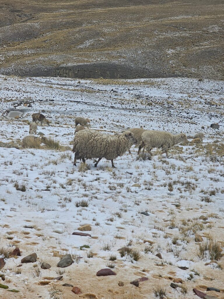 Imagem mostra neve nos andes boliviano.